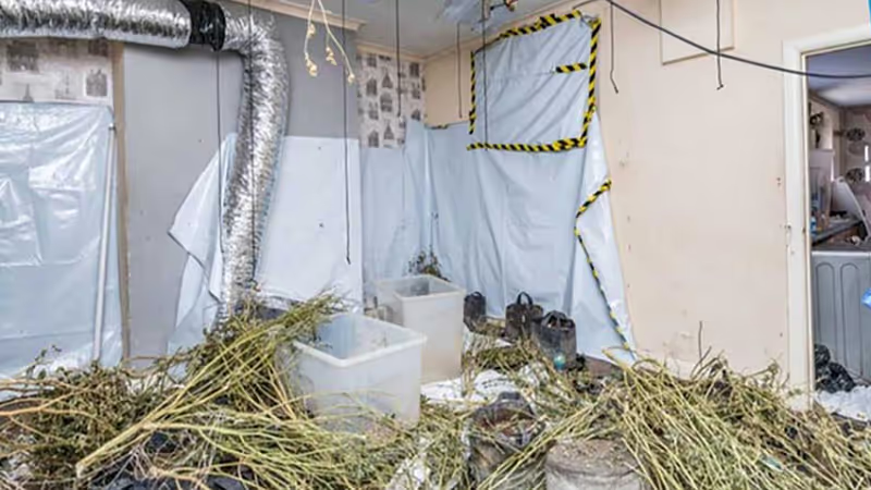 Landlords hit with £30K bills after cannabis gangs took over homes